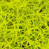 Sagina subulata 'Aurea'